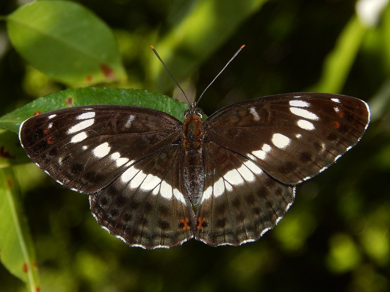 Limenitis camilla